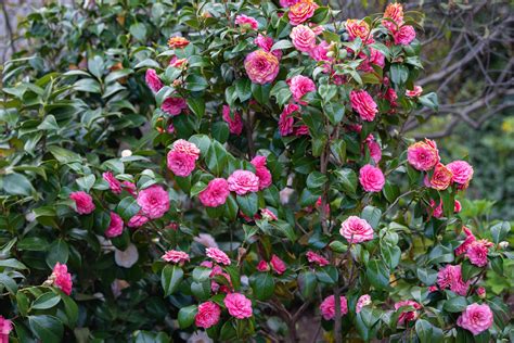 Black Magic Camellia Japonica: A symbol of strength and resilience in nature